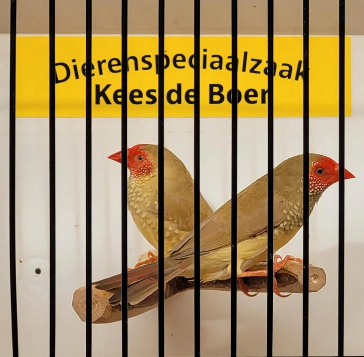 Koppel binsen astrilde, Dieren en Toebehoren, Vogels | Overige Vogels, Meerdere dieren