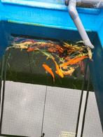 Euro koi 25-30 cm slechts 40 euro per stuk desgewenst bezorg, Karper of Koi