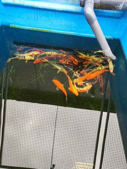 Euro koi 25-30 cm slechts 40 euro per stuk desgewenst bezorg, Dieren en Toebehoren, Vissen | Vijvervissen, Karper of Koi
