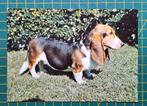 Basset, Ophalen of Verzenden, 1980 tot heden, Ongelopen, Hond of Kat