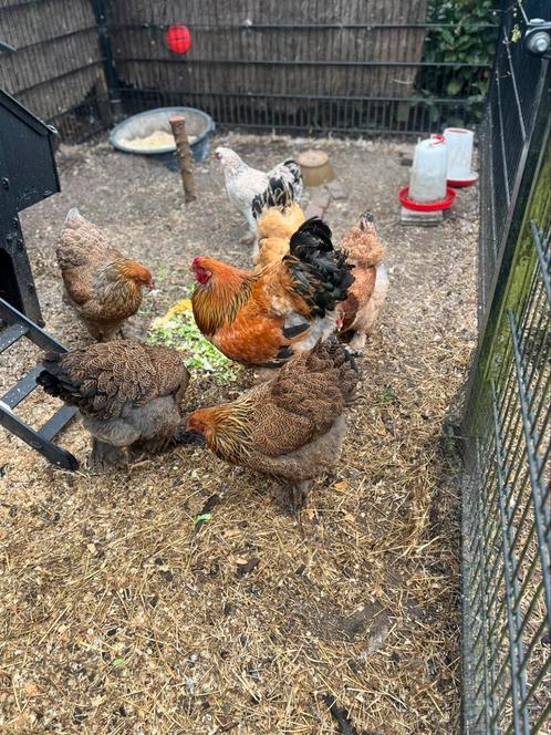 Brahma broedeieren 100% raszuiver groot soort, Dieren en Toebehoren, Pluimvee, Kip, Meerdere dieren