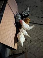 Twee Orpington kippen en haan, Dieren en Toebehoren, Pluimvee, Vrouwelijk, Kip