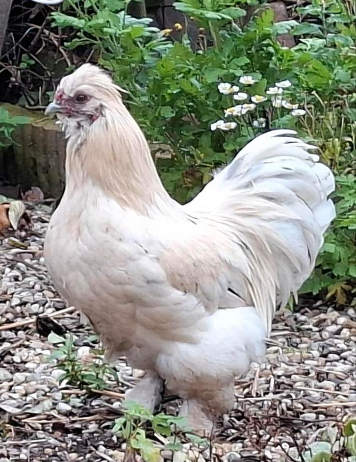 Diverse jonge hanen, Dieren en Toebehoren, Pluimvee, Kip, Mannelijk