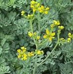 Ruta graveolens (wijnruit) geel vaste plant, Overige soorten, Volle zon, Vaste plant, Ophalen of Verzenden