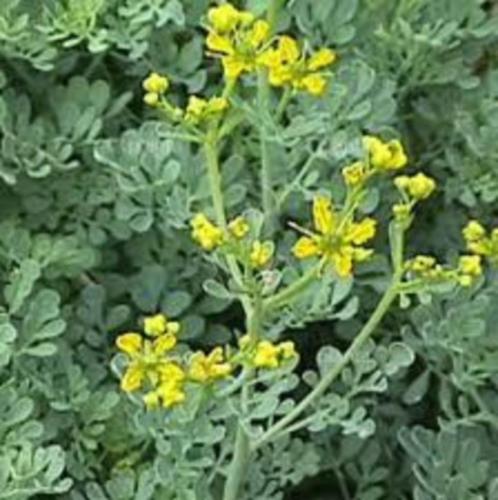 Ruta graveolens (wijnruit) geel vaste plant, Tuin en Terras, Planten | Tuinplanten, Vaste plant, Overige soorten, Volle zon, Zomer