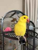 Halsbandparkiet popje zonder kooi, Dieren en Toebehoren, Vrouwelijk, Geringd
