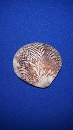 schelpen, Circe scripta, Ophalen of Verzenden, Schelp(en)