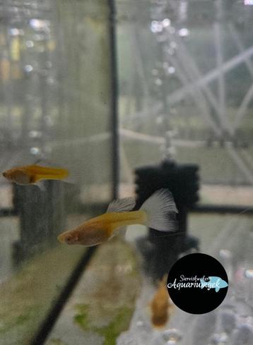 Poecilia reticulata albino snow white guppy vrouwen beschikbaar voor biedingen