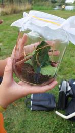 Wandelende takken, Dieren en Toebehoren, Insecten en Spinnen, Wandelende tak