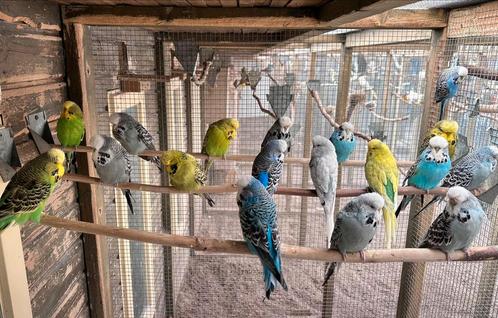 Verschillende soorten kromsnavels, kanaries en tropen, Dieren en Toebehoren, Vogels | Parkieten en Papegaaien, Parkiet, Meerdere dieren