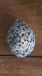 Schelp voor decoratie aquarium spiritualiteit, Ophalen of Verzenden, Plant(en), Steen of Hout