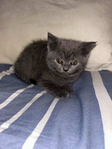Britse korthaar kitten beschikbaar voor biedingen