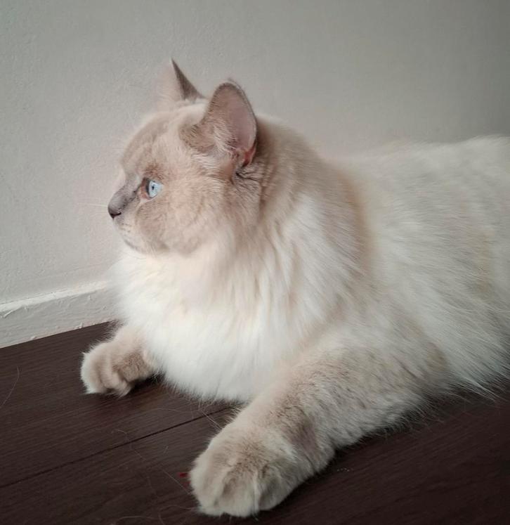 Britse langhaar kater. 1 jaar., Dieren en Toebehoren, Katten en Kittens | Raskatten | Langhaar, Kater, 0 tot 2 jaar, Ontwormd