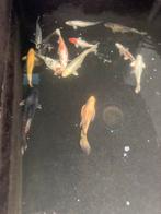 Koi karpers, Dieren en Toebehoren, Vissen | Vijvervissen, Karper of Koi