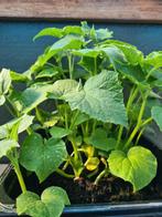Komkommer  aubergine Tomaat Biber Fidan Tatli aci süs, Volle zon, Groenteplanten, Eenjarig, Ophalen of Verzenden