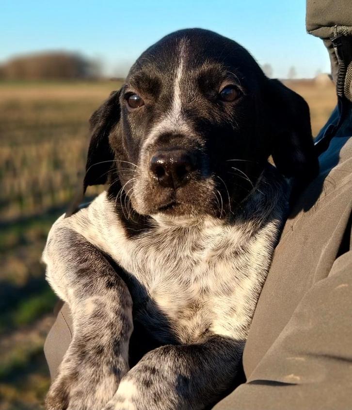 Duitse staande, Dieren en Toebehoren, Honden | Setters en Staande honden, Meerdere dieren, Duitse Staande hond, Particulier, Meerdere