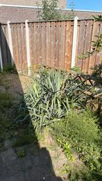 Gratis planten rozenstruik, 2x vlinderstruik, hortensia palm, Tuin en Terras, Planten | Bomen, 100 tot 250 cm, Zomer, Palmboom