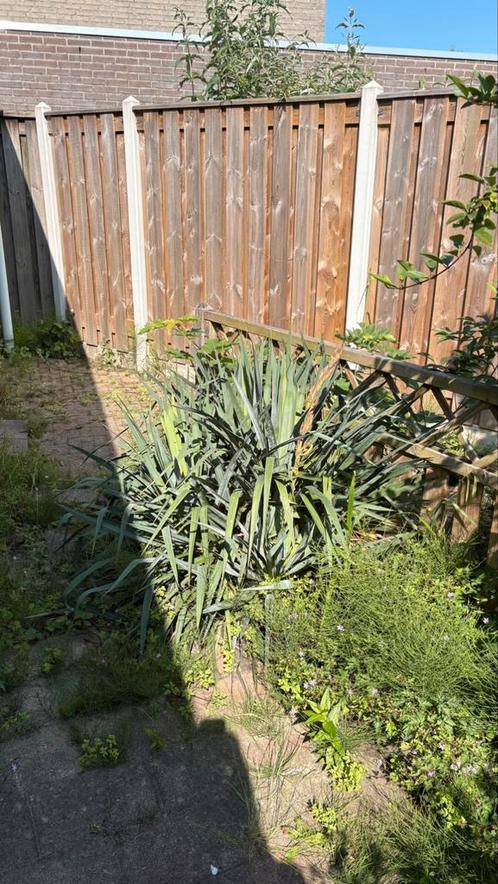 Gratis planten rozenstruik, 2x vlinderstruik, hortensia palm, Tuin en Terras, Planten | Bomen, Palmboom, 100 tot 250 cm, Volle zon