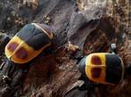 Pachnoda Marginata Larven, Overige soorten
