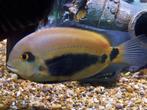 Zuid Amerikaanse Cichliden: Uaru amphiacanthoides, Vis, Zoetwatervis