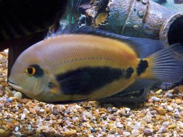 Zuid Amerikaanse Cichliden: Uaru amphiacanthoides beschikbaar voor biedingen