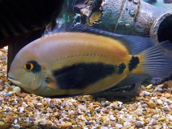 Zuid Amerikaanse Cichliden: Uaru amphiacanthoides, Dieren en Toebehoren, Vissen | Aquariumvissen, Zoetwatervis, Vis