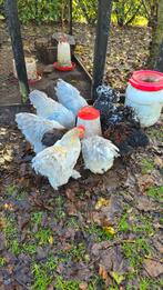 Lieve cochin haantjes, Dieren en Toebehoren, Mannelijk, Kip