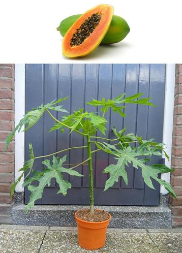 3 Carica Papaya Sunnybees Planten- 75 cm Hoog beschikbaar voor biedingen