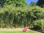 Fargesia Robusta Campbell, niet woekerende bamboe!!!, Volle zon, Vaste plant, Bloeit niet, Ophalen