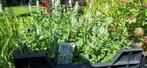 Vaste planten en siergrassen, Tuin en Terras, Planten | Tuinplanten, Ophalen, Zomer, Siergrassen, Volle zon