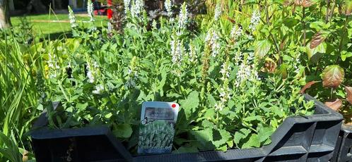 Vaste planten en siergrassen, Tuin en Terras, Planten | Tuinplanten, Siergrassen, Volle zon, Zomer, Ophalen