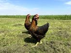 Mooie tamme harco kippen gesekst en ingeënt goede leggers, Dieren en Toebehoren, Kip, Vrouwelijk