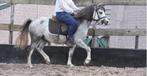 Superbrave, bloedmooie Welsh rijponyman, Dieren en Toebehoren, Pony's, Gechipt, Niet van toepassing, Hengst, 3 tot 6 jaar