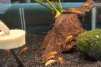 Ancistrus super red longfin., Dieren en Toebehoren, Vissen | Aquariumvissen, Vis