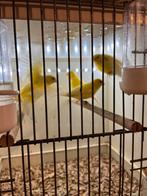 Kleurkanaries, Dieren en Toebehoren, Meerdere dieren, Kleurkanarie