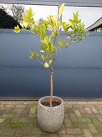 Citrus Sinensis - Sinaasappelboom H: 140 cm., Ophalen, Volle zon, Citroenboom, 100 tot 250 cm