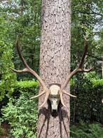 Mooi Groot Herten Gewei Jacht Trofee Mancave Jagen c40, Ophalen, Hert, Gewei of Kop