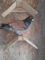 Duiven, Dieren en Toebehoren, Meerdere dieren, Postduif