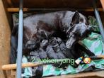Duitse herder puppie te koop, Dieren en Toebehoren, Honden | Herdershonden en Veedrijvers, 8 tot 15 weken, Parvo, Meerdere, Meerdere dieren