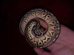 KORTING! Koningspythons, python regius, slang, Dieren en Toebehoren, Slang, Tam, 0 tot 2 jaar