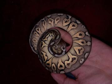 KORTING! Koningspythons, python regius, slang beschikbaar voor biedingen