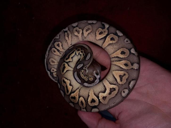 KORTING! Koningspythons, python regius, slang, Dieren en Toebehoren, Reptielen en Amfibieën, Slang, 0 tot 2 jaar, Tam