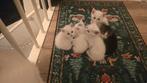 10 weken oud, 4 witte en 1 cypers kitten., Dieren en Toebehoren, Meerdere dieren, Kortharig, 0 tot 2 jaar