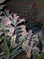 Kalanchoe pink butterfly stekjes, Huis en Inrichting, Kamerplanten, Ophalen of Verzenden, Halfschaduw, Minder dan 100 cm