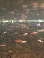 Endler guppy mannen + guppy vrouwtjes, Dieren en Toebehoren, Vissen | Aquariumvissen, Vis, Zoetwatervis, Schoolvis