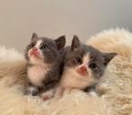 Prachtige lieve Britse Korthaar kruising kittens (grijs), Dieren en Toebehoren, Katten en Kittens | Raskatten | Korthaar, Meerdere dieren