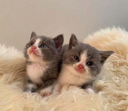 Prachtige lieve Britse Korthaar kruising kittens (grijs), Dieren en Toebehoren, Katten en Kittens | Raskatten | Korthaar, Meerdere dieren