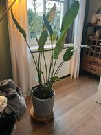 Drie kamerplanten te koop, Ophalen, 100 tot 150 cm, Overige soorten, Halfschaduw