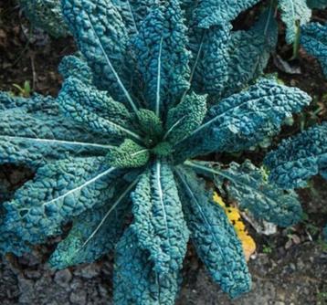 Palmkool nero di Toscane beschikbaar voor biedingen