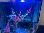 Zeeanenemoon, Dieren en Toebehoren, Vissen | Aquaria en Toebehoren, Ophalen, Gebruikt, Overige typen